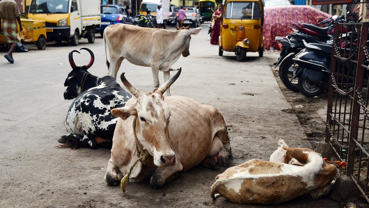 angry-with-stray-cattle-for-destroying-their-crops-farmers-of-mahawad